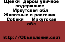 Щенки  даром уличное содержание - Иркутская обл. Животные и растения » Собаки   . Иркутская обл.